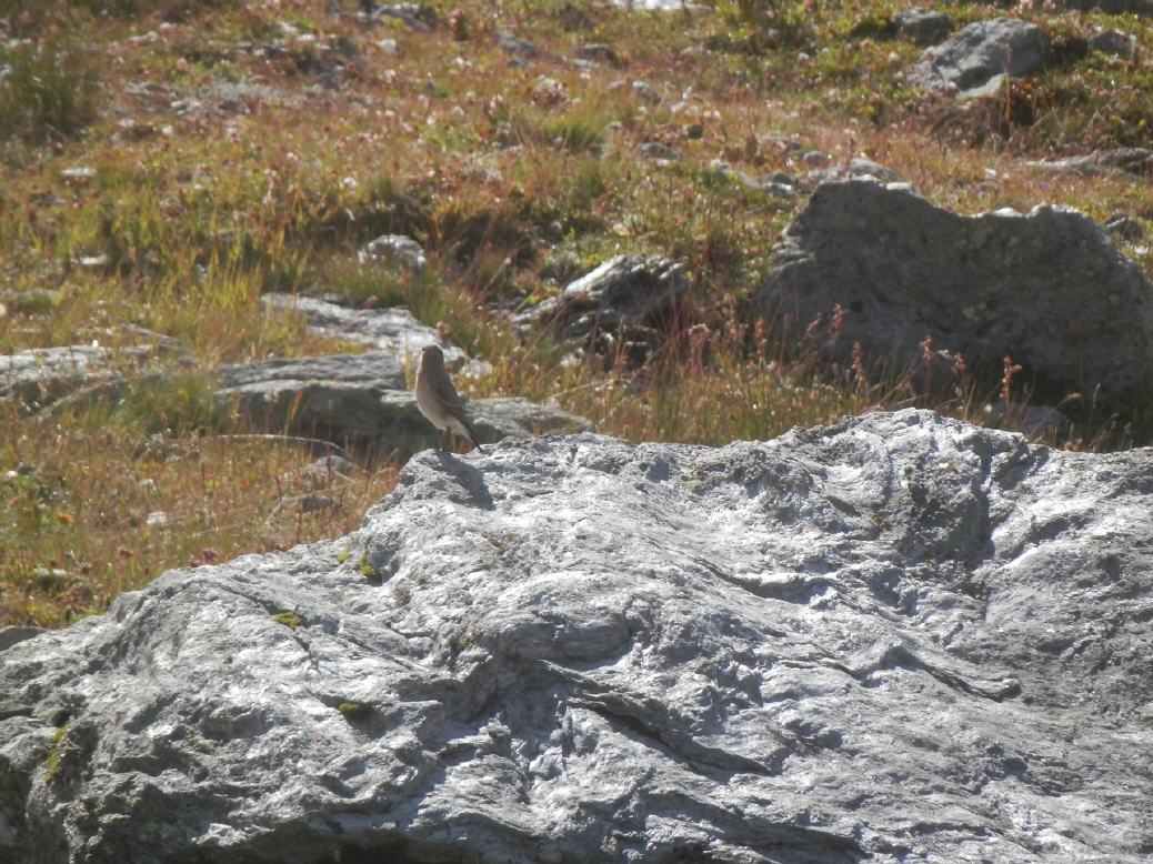 in der Nähe des Bistime Passes im Wallis auf 2200